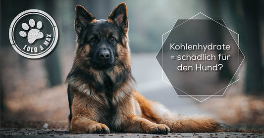 Kohlenhydrate schädlich hund