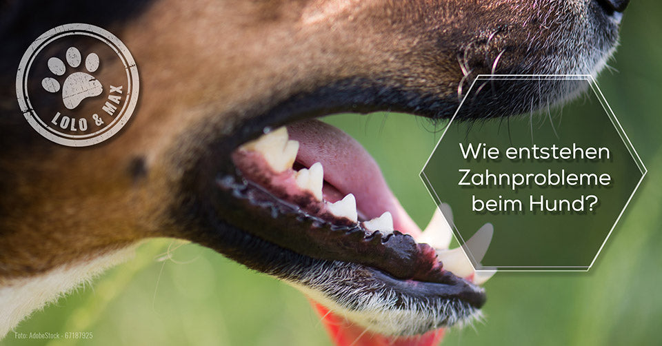 zahnprobleme beim hund