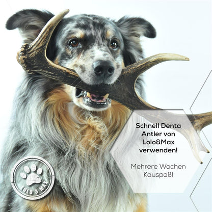 DentaAntler – Kauknochen aus Hirschgeweih für den Hund