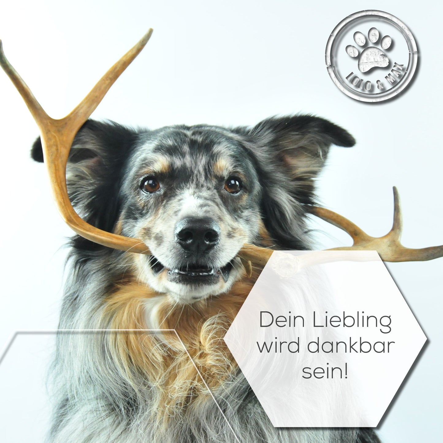 DentaAntler – Kauknochen aus Hirschgeweih für den Hund